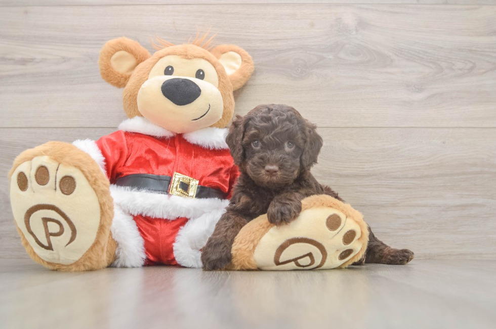 5 week old Cockapoo Puppy For Sale - Lone Star Pups