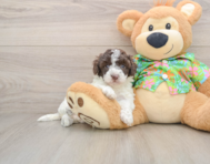 5 week old Cockapoo Puppy For Sale - Lone Star Pups