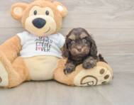 6 week old Cockapoo Puppy For Sale - Lone Star Pups