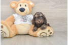 Best Cockapoo Baby