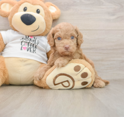 5 week old Cockapoo Puppy For Sale - Lone Star Pups