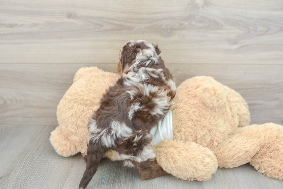 Cockapoo Pup Being Cute