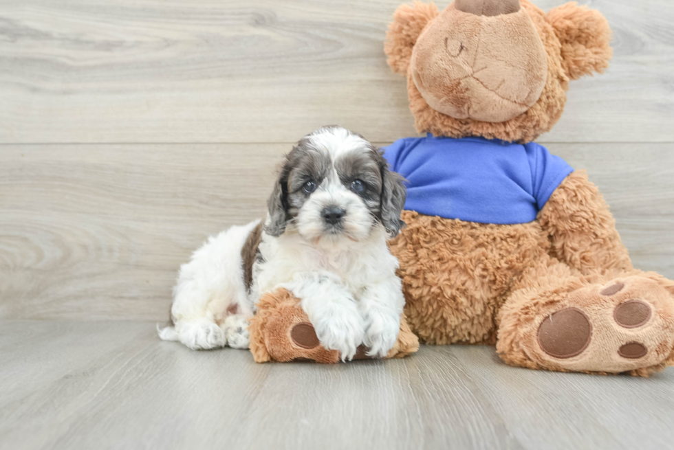 Smart Cockapoo Poodle Mix Pup