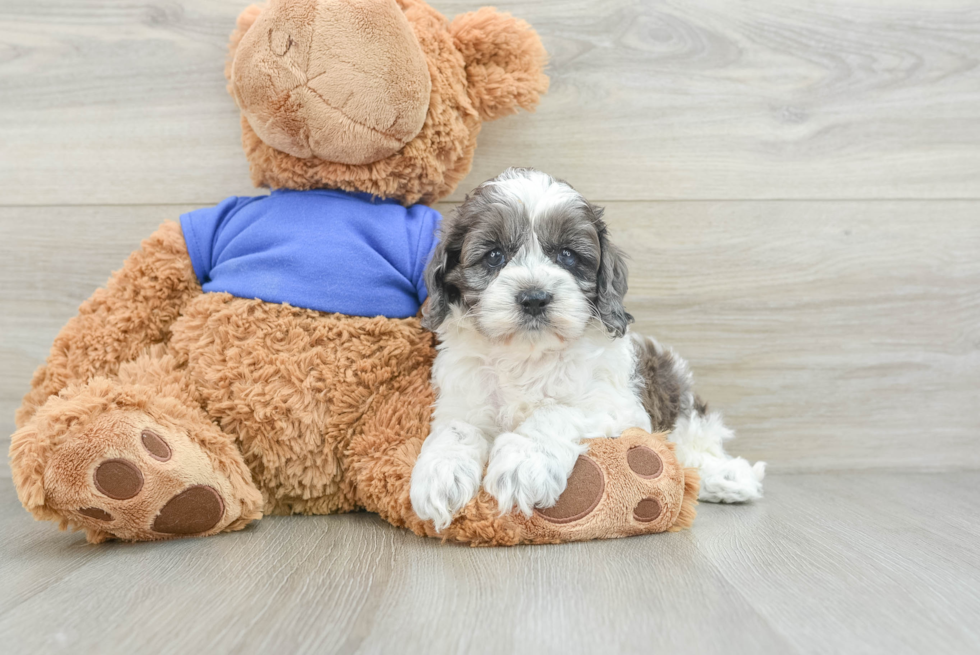 Best Cockapoo Baby