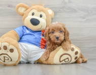 6 week old Cockapoo Puppy For Sale - Lone Star Pups