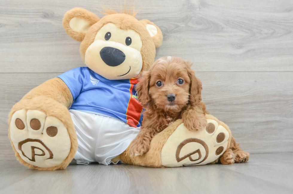 6 week old Cockapoo Puppy For Sale - Lone Star Pups