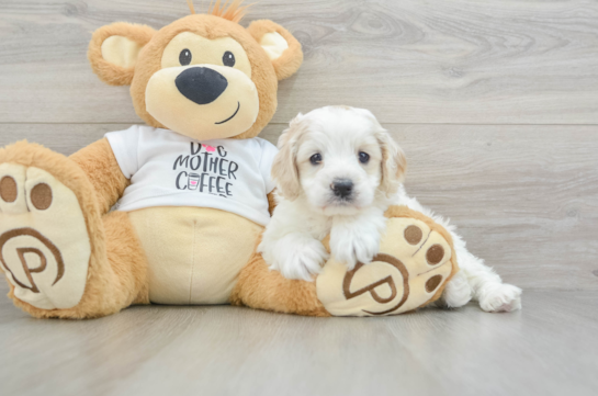 Happy Cockapoo Baby