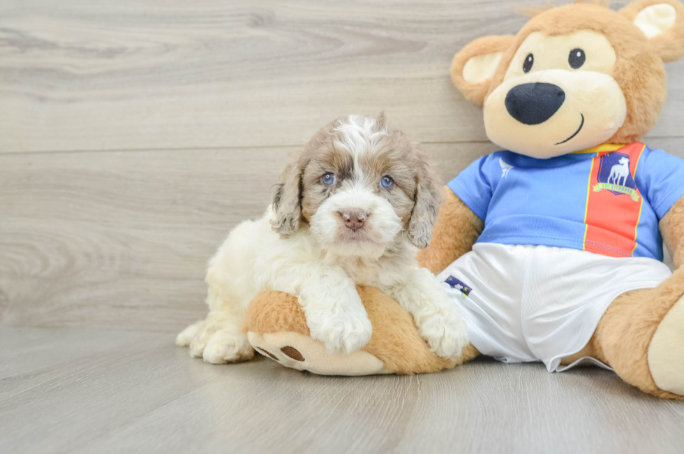 5 week old Cockapoo Puppy For Sale - Lone Star Pups