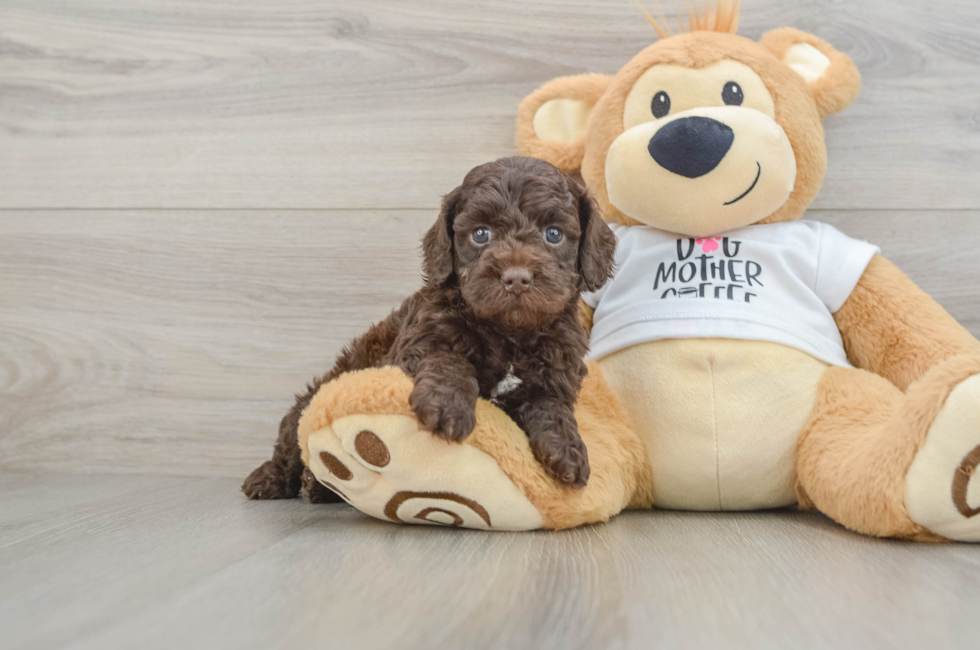 5 week old Cockapoo Puppy For Sale - Lone Star Pups