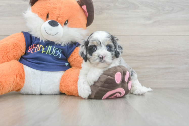 Happy Cockapoo Baby