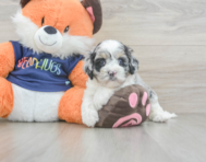 6 week old Cockapoo Puppy For Sale - Lone Star Pups