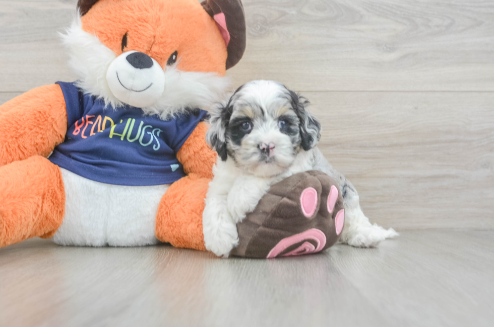 5 week old Cockapoo Puppy For Sale - Lone Star Pups