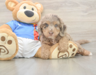 6 week old Cockapoo Puppy For Sale - Lone Star Pups