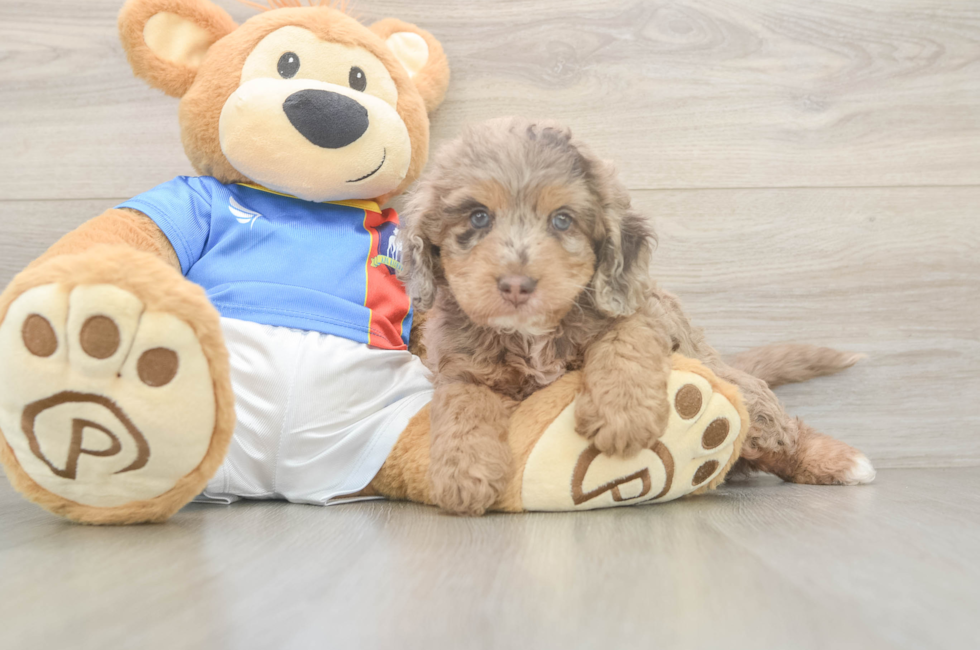 5 week old Cockapoo Puppy For Sale - Lone Star Pups