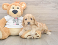 5 week old Cockapoo Puppy For Sale - Lone Star Pups