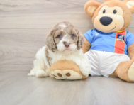 6 week old Cockapoo Puppy For Sale - Lone Star Pups