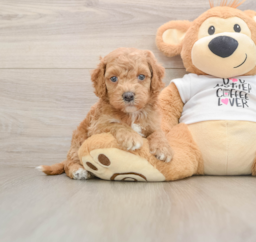 5 week old Cockapoo Puppy For Sale - Lone Star Pups