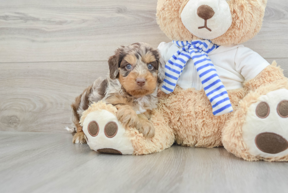 Cockapoo Pup Being Cute