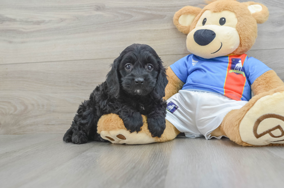 6 week old Cockapoo Puppy For Sale - Lone Star Pups