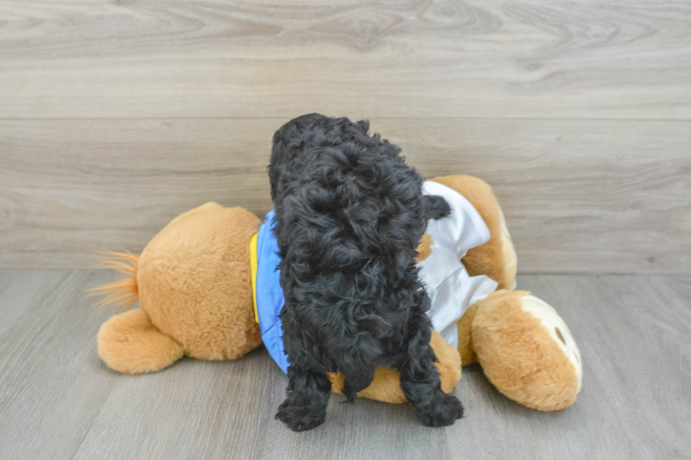 Best Cockapoo Baby