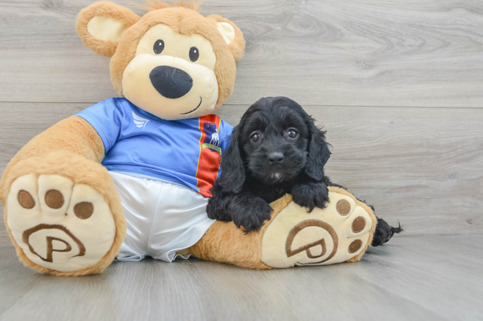 Funny Cockapoo Poodle Mix Pup