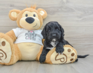 5 week old Cockapoo Puppy For Sale - Lone Star Pups