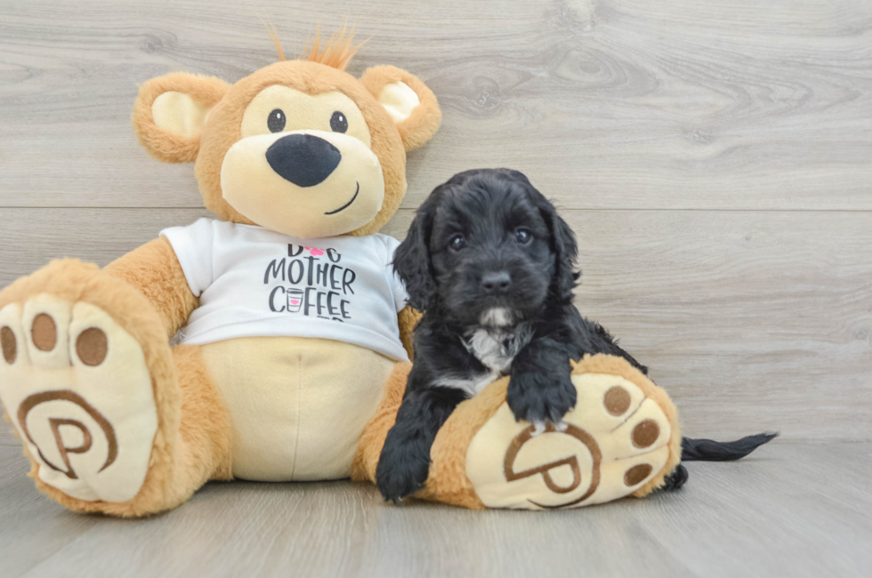 5 week old Cockapoo Puppy For Sale - Lone Star Pups