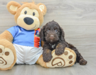 6 week old Cockapoo Puppy For Sale - Lone Star Pups