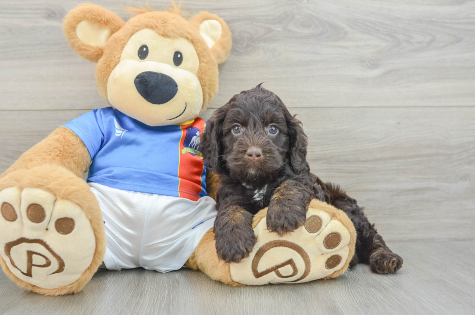 5 week old Cockapoo Puppy For Sale - Lone Star Pups