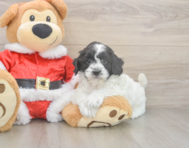 6 week old Cockapoo Puppy For Sale - Lone Star Pups