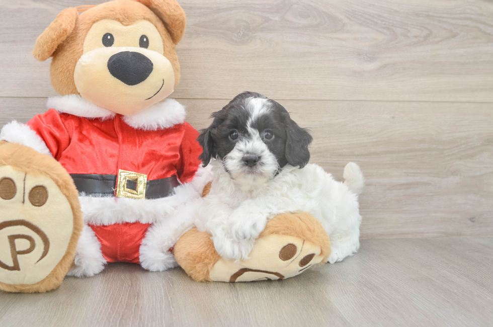 5 week old Cockapoo Puppy For Sale - Lone Star Pups