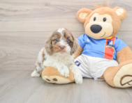 6 week old Cockapoo Puppy For Sale - Lone Star Pups