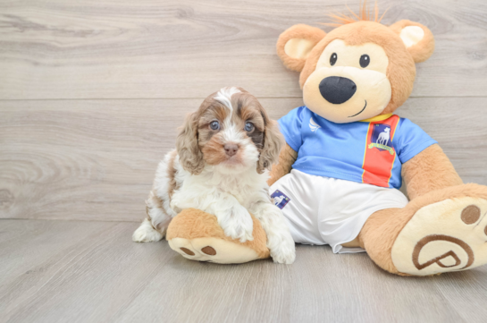 Adorable Cocker Doodle Poodle Mix Puppy