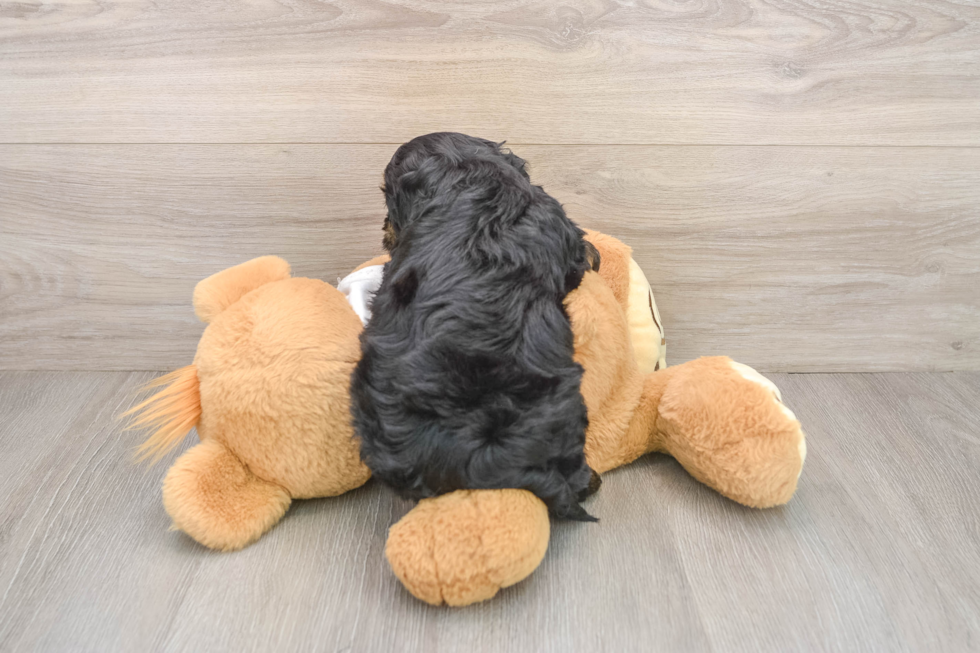 Small Cockapoo Baby