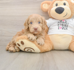 5 week old Cockapoo Puppy For Sale - Lone Star Pups