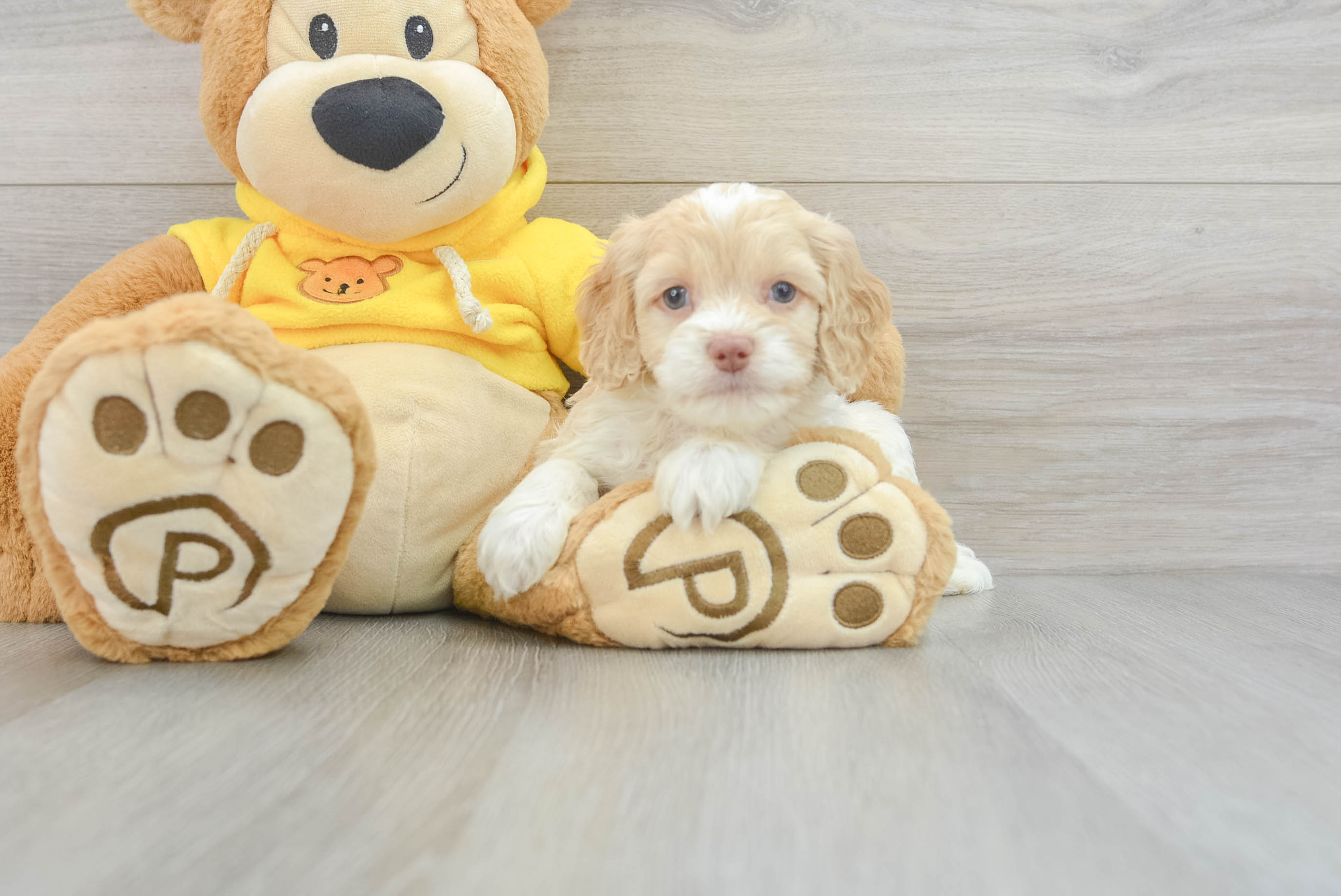 Playful Cockerpoo Poodle Mix Puppy