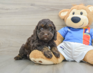 7 week old Cockapoo Puppy For Sale - Lone Star Pups