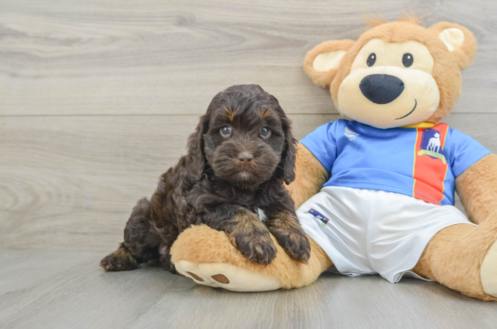 5 week old Cockapoo Puppy For Sale - Lone Star Pups