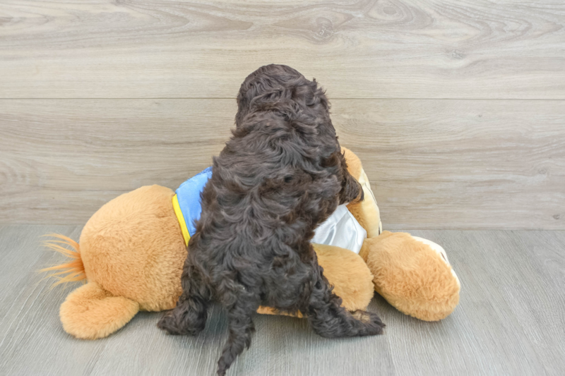 Meet Della - our Cockapoo Puppy Photo 2/3 - Lone Star Pups