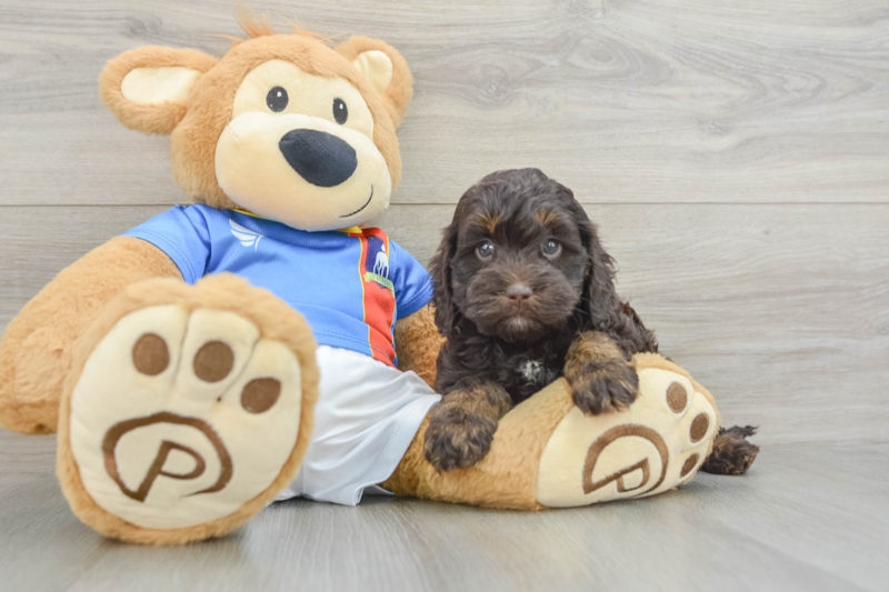 Meet Della - our Cockapoo Puppy Photo 3/3 - Lone Star Pups