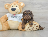 7 week old Cockapoo Puppy For Sale - Lone Star Pups
