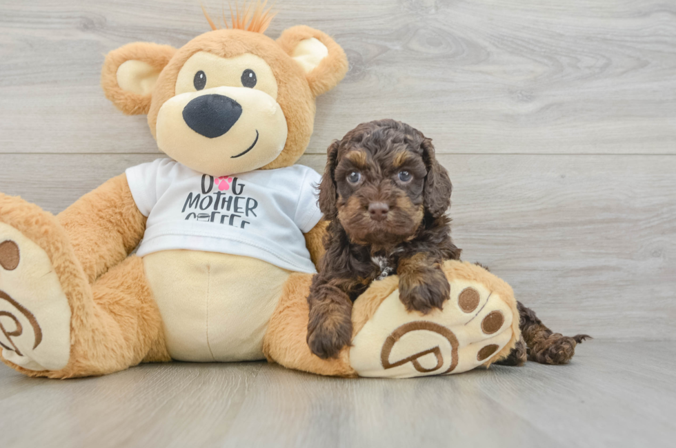 5 week old Cockapoo Puppy For Sale - Lone Star Pups