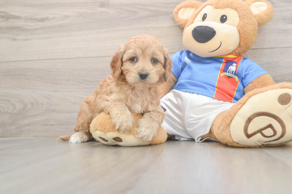 5 week old Cockapoo Puppy For Sale - Lone Star Pups