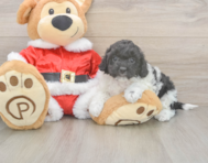 6 week old Cockapoo Puppy For Sale - Lone Star Pups