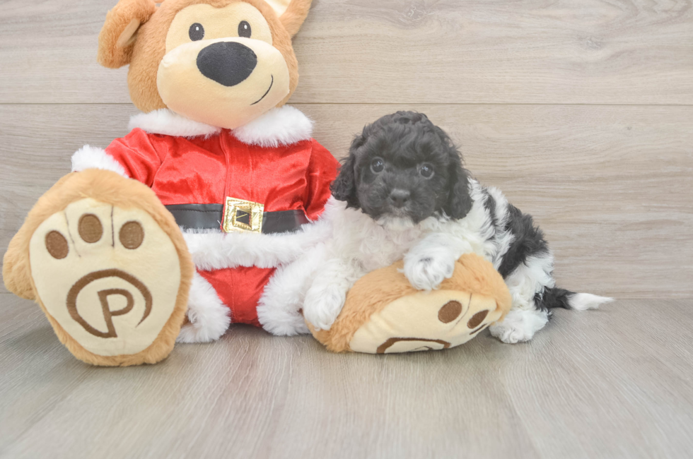 5 week old Cockapoo Puppy For Sale - Lone Star Pups