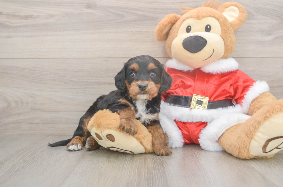 5 week old Cockapoo Puppy For Sale - Lone Star Pups