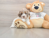 7 week old Cockapoo Puppy For Sale - Lone Star Pups