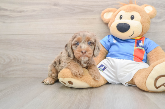 Cockapoo Puppy for Adoption