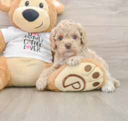 5 week old Cockapoo Puppy For Sale - Lone Star Pups