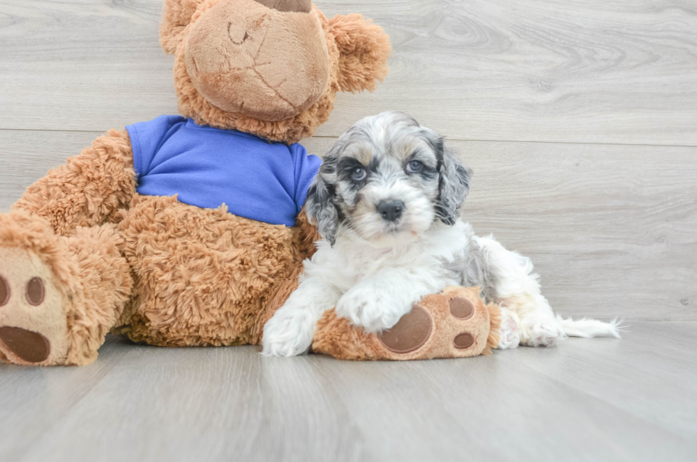7 week old Cockapoo Puppy For Sale - Lone Star Pups
